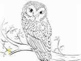 Owl In A Tree Coloring Page Owl On Tree Coloring Page