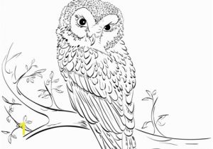 Owl In A Tree Coloring Page Owl On Tree Coloring Page