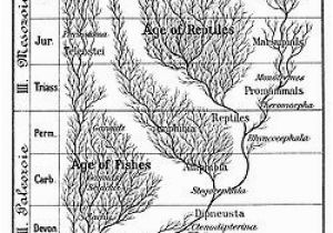 Paleontologist Coloring Pages Introduction to Evolution