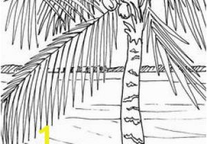 Palm Tree Coloring Page 562 Best Beach Coloring Pages Images