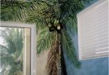 Palm Tree Murals Walls Palm Tree Mural Artwork by Louise Moorman