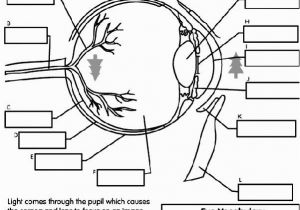 Parts Of the Body Coloring Pages for Preschool Printable Diagrams Of the Human Eye