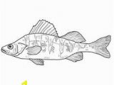 Perch Coloring Pages 41 Best Embroidery Images