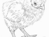 Perch Coloring Pages How to Draw A Baby Chick Step by Step Drawing Tutorials for Kids