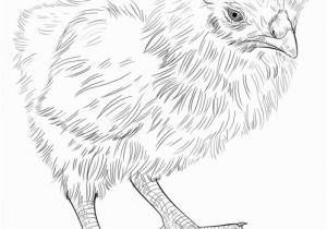 Perch Coloring Pages How to Draw A Baby Chick Step by Step Drawing Tutorials for Kids