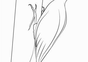 Pileated Woodpecker Coloring Page Pileated Woodpecker Coloring Page Best Pileated Woodpecker and