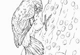 Pileated Woodpecker Coloring Page Pileated Woodpecker Coloring Page Fresh 69 Best Pileated Woodpecker