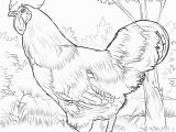 Pillow Pet Coloring Page Rhode island Red Rooster Coloring Page