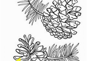 Pine Cone Coloring Page 558 Best Black & White Pictures Images In 2020