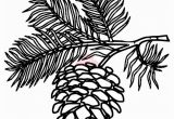 Pine Cone Coloring Page White Pine Cone Drawing Clip Art Pine Cone Clipart Panda