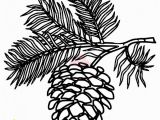 Pine Cone Coloring Page White Pine Cone Drawing Clip Art Pine Cone Clipart Panda