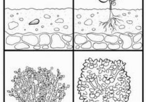 Plant Coloring Pages Science 63 Best Plant Unit Images On Pinterest