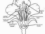 Plant Coloring Pages Science Learn About Plants with Flower Dissection