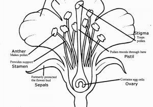 Plant Coloring Pages Science Learn About Plants with Flower Dissection