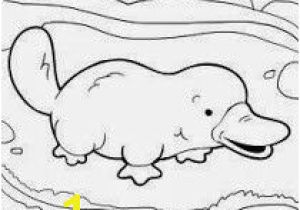 Platypus Coloring Pages to Print Pin Od Renia Na Przedszkole W 2018 Pinterest