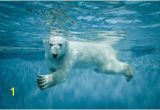 Polar Bear Wall Mural Mini Mural Polar Bear 1 Wall Graphic Ocean Sea Underwater