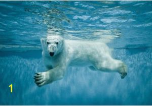 Polar Bear Wall Mural Mini Mural Polar Bear 1 Wall Graphic Ocean Sea Underwater