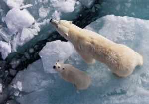 Polar Bear Wall Mural Pin On by the Eye Of God