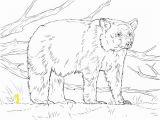 Printable Bear Coloring Pages Realistic American Black Bear Coloring Page