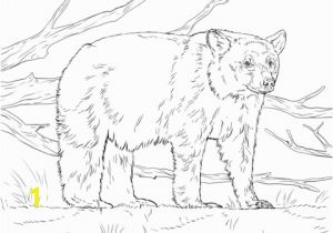Printable Bear Coloring Pages Realistic American Black Bear Coloring Page