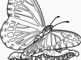 Printable butterfly Coloring Pages Free Printable butterfly Coloring Pages for Kids