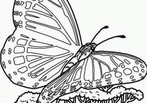 Printable butterfly Coloring Pages Free Printable butterfly Coloring Pages for Kids