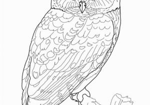 Printable Owl Coloring Pages for Adults Owl Coloring Pages for Adults Free Detailed Owl Coloring