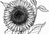 Printable Sunflower Coloring Page Blooming Sunflower Coloring Page From Sunflower Category