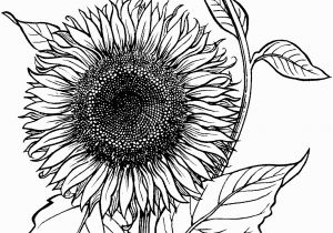 Printable Sunflower Coloring Page Blooming Sunflower Coloring Page From Sunflower Category