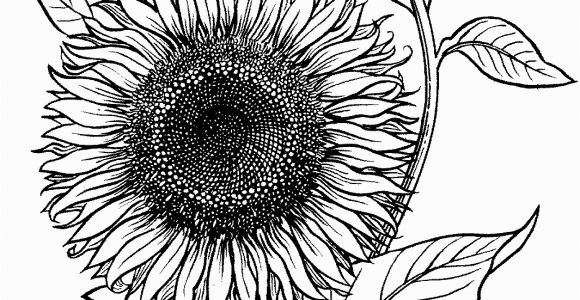 Printable Sunflower Coloring Page Blooming Sunflower Coloring Page From Sunflower Category