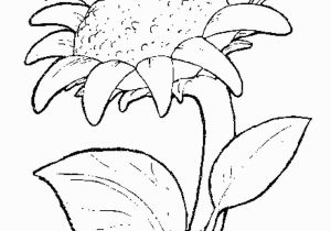 Printable Sunflower Coloring Page ÐÐ¾Ð´ÑÐ¾Ð Ð½ÑÑ Razukrashki