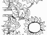 Printable Sunflower Coloring Page Sunflowers