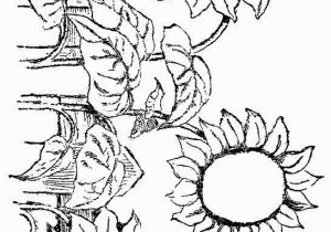 Printable Sunflower Coloring Page Sunflowers