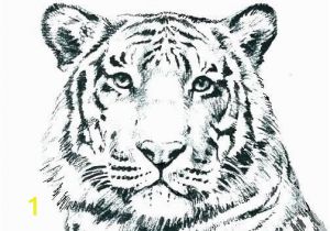 Printable Tiger Coloring Pages Unique Tiger Coloring In Pages – Gotoplus