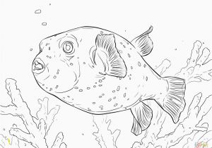 Puffer Fish Coloring Page Puffer Fish Coloring Page Awesome Puffer Fish Coloring Pages