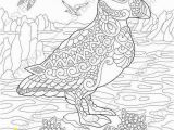 Puffin Coloring Pages to Print Puffin Coloring Pages Animal Coloring Book Pages for Adults