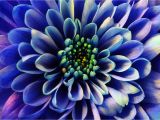 Purple and Pink Dark Floral Wall Mural Blue aster Wall Mural Muralswallpaper