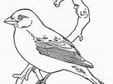 Purple Finch Coloring Page Bird Coloring Pages Coloring Kids Coloring Pinterest