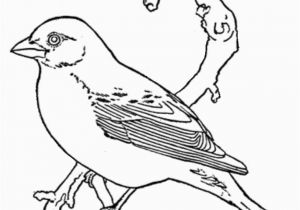 Purple Finch Coloring Page Bird Coloring Pages Coloring Kids Coloring Pinterest