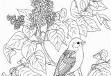 Purple Finch Coloring Page New Hampshire Purple Finch and Purple Lilac Coloring Page