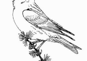 Purple Finch Coloring Page Purple Finch Coloring Page