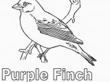 Purple Finch Coloring Page Purple Finch Coloring Page