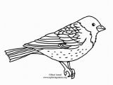 Purple Finch Coloring Page Purple Finch Coloring Page