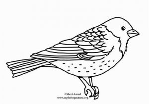 Purple Finch Coloring Page Purple Finch Coloring Page
