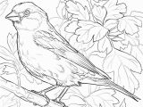 Purple Finch Coloring Page Purple Finch Coloring Page