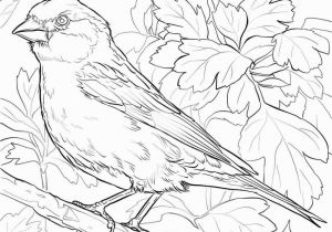 Purple Finch Coloring Page Purple Finch Coloring Page