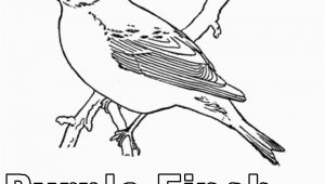 Purple Finch Coloring Page Purple Finch Coloring Page