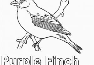 Purple Finch Coloring Page Purple Finch Coloring Page