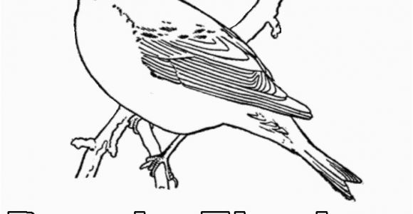 Purple Finch Coloring Page Purple Finch Coloring Page