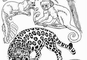 Rainforest Animal Coloring Pages Rainforest Animals Small for Rainforest Diarama